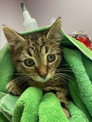 Shelter Stray Female Cat last seen Near NE 144th Avenue, LA CENTER, WA, 98629, 1100 NE 192nd Ave, Vancouver, WA 98684, USA