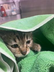 Shelter Stray Female Cat last seen Near NE 144th Avenue, LA CENTER, WA, 98629, 1100 NE 192nd Ave, Vancouver, WA 98684, USA
