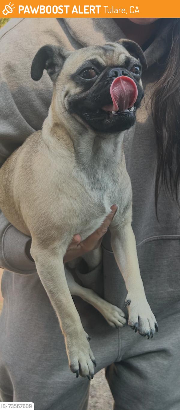 Found/Stray Unknown Dog last seen Manor St & Cross St. Tulare, Tulare, CA 93274