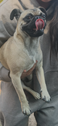 Found/Stray Unknown Dog last seen Manor St & Cross St. Tulare, Tulare, CA 93274
