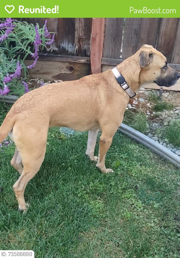 Reunited Female Dog last seen Bevan Road, West Sacramento, CA 95691