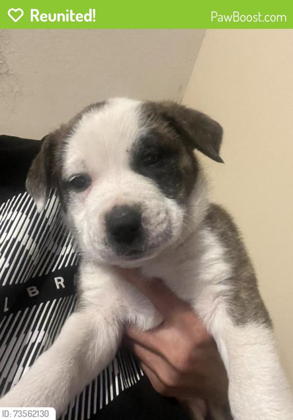 Reunited Female Dog last seen Whispering pines, Challenge-Brownsville, CA 95925