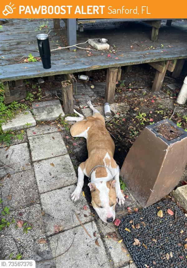 Found/Stray Male Dog last seen His owner name is Louis and he is from the villages moved here this year. Does have a do not contact order on microchip, Sanford, FL 32771