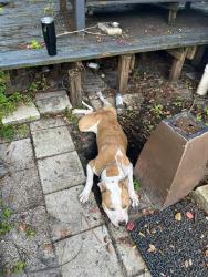 Found/Stray Male Dog last seen His owner name is Louis and he is from the villages moved here this year. Does have a do not contact order on microchip, Sanford, FL 32771