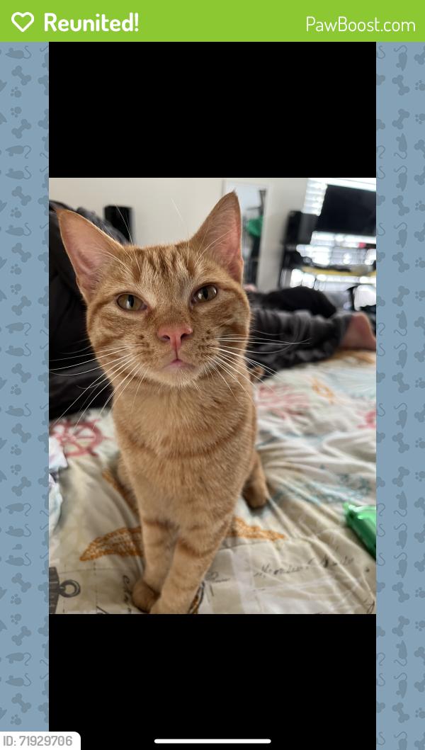Reunited Male Cat last seen Morgan rd, Lakewood Acres, FL 34669
