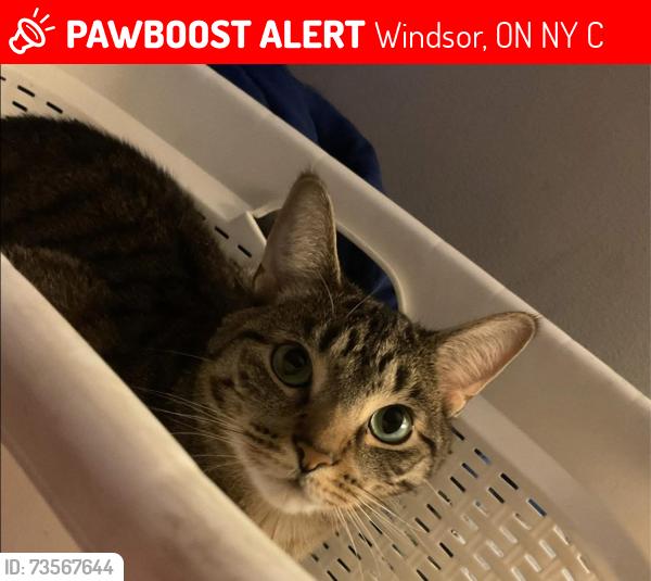 Lost Male Cat last seen Seminole street and westcott road, Windsor, ON N8Y 4C6