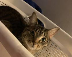 Lost Male Cat last seen Seminole street and westcott road, Windsor, ON N8Y 4C6