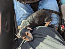 Reunited Male Dog last seen Salem MAPCO Lester Alabama, AL-99, AL 35647