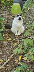 Found/Stray Male Cat last seen Leslie St between Rutledge and 1st Ave, East Orange, NJ 07017
