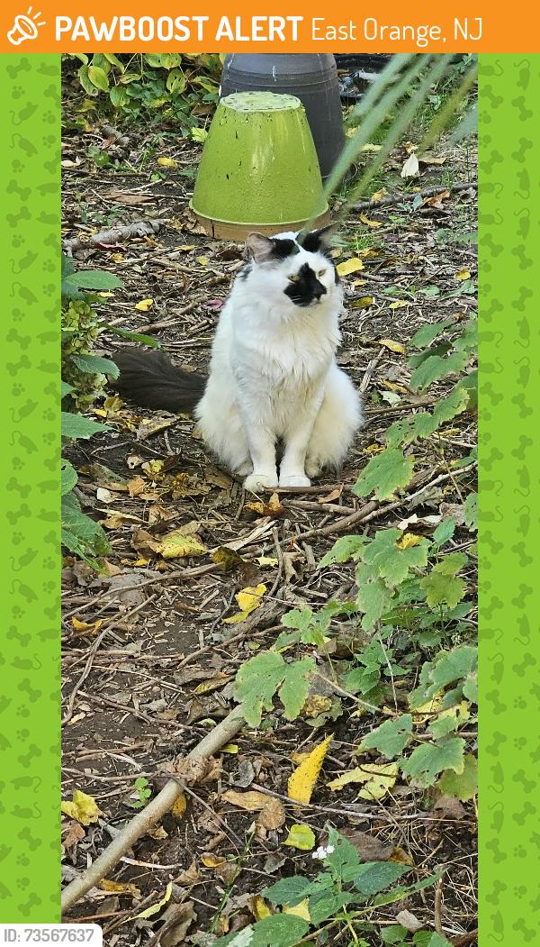 Found/Stray Male Cat last seen Leslie St between Rutledge and 1st Ave, East Orange, NJ 07017