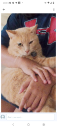 Lost Male Cat last seen Locke Rd and Chase Rd, Cornelia, GA 30531