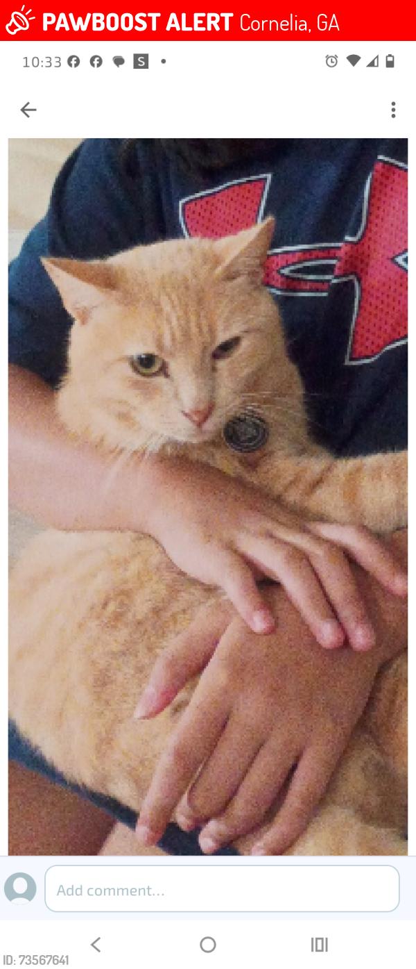 Lost Male Cat last seen Locke Rd and Chase Rd, Cornelia, GA 30531