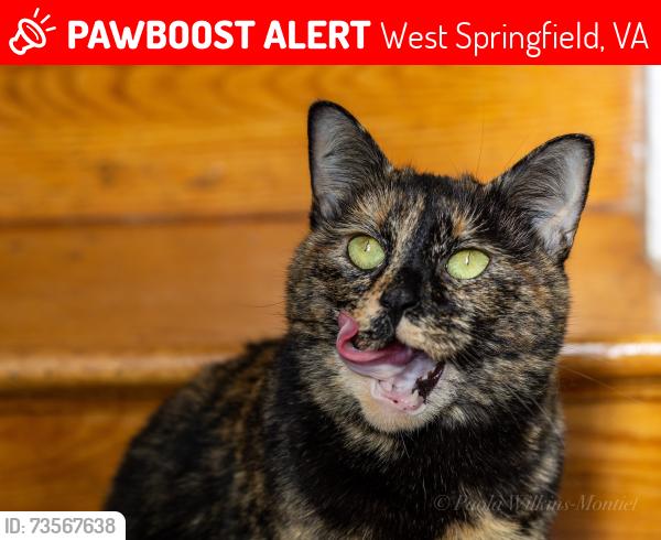 Lost Female Cat last seen Barnack Drive & Vancouver Rd, West Springfield, VA 22152