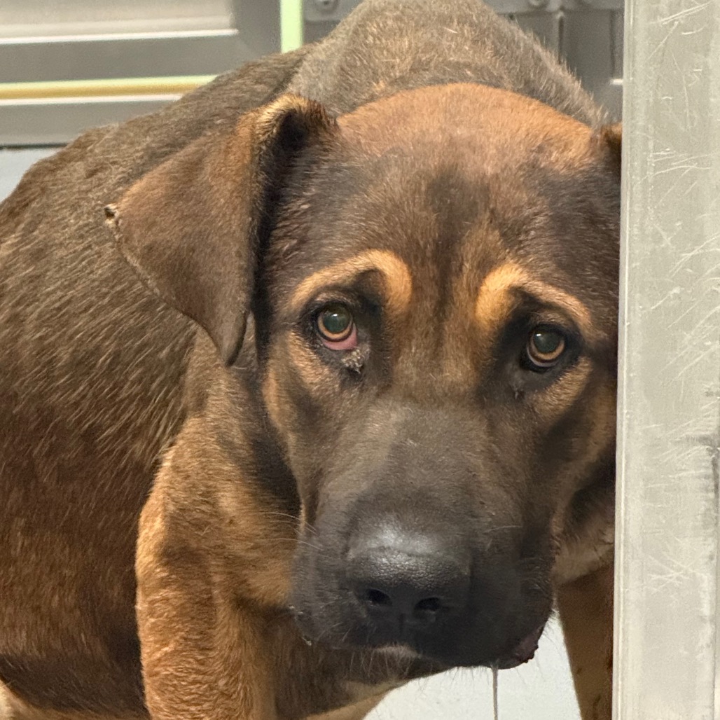 Shelter Stray Male Dog last seen , 2350 Appling City Cove, Memphis, TN 38133, USA