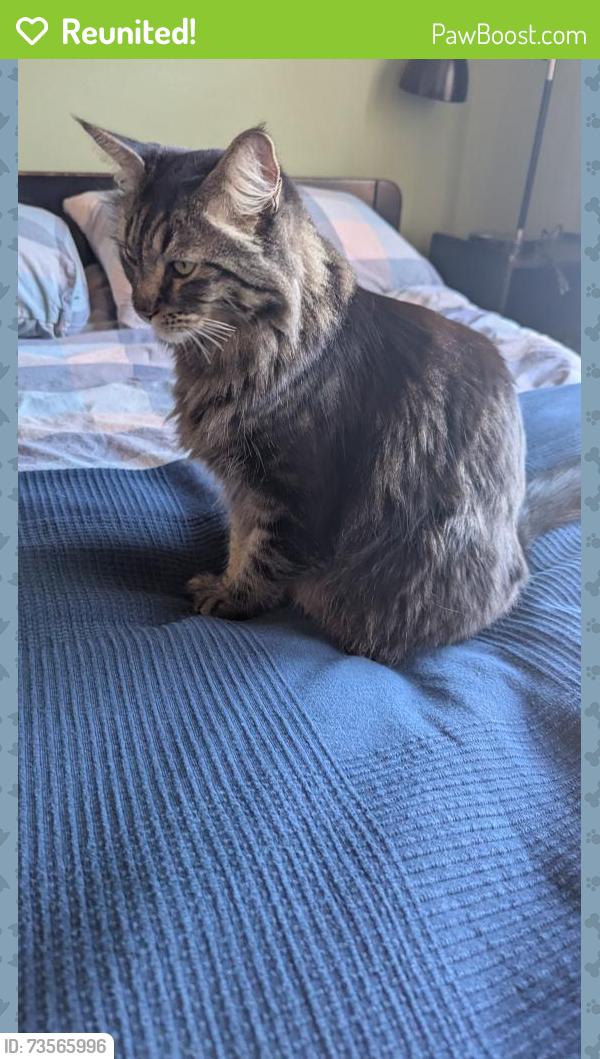 Reunited Male Cat last seen 15th avenue, San Francisco, CA 94122