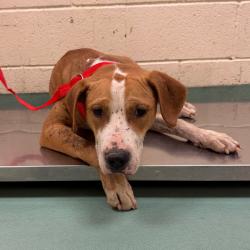 Shelter Stray Female Dog last seen , 2350 Appling City Cove, Memphis, TN 38133, USA