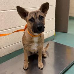 Shelter Stray Female Dog last seen , 2350 Appling City Cove, Memphis, TN 38133, USA