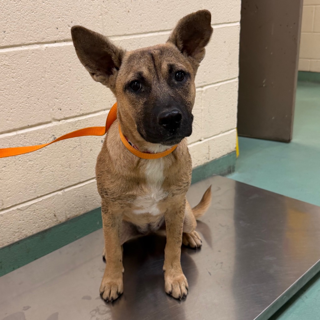 Shelter Stray Female Dog last seen , 2350 Appling City Cove, Memphis, TN 38133, USA