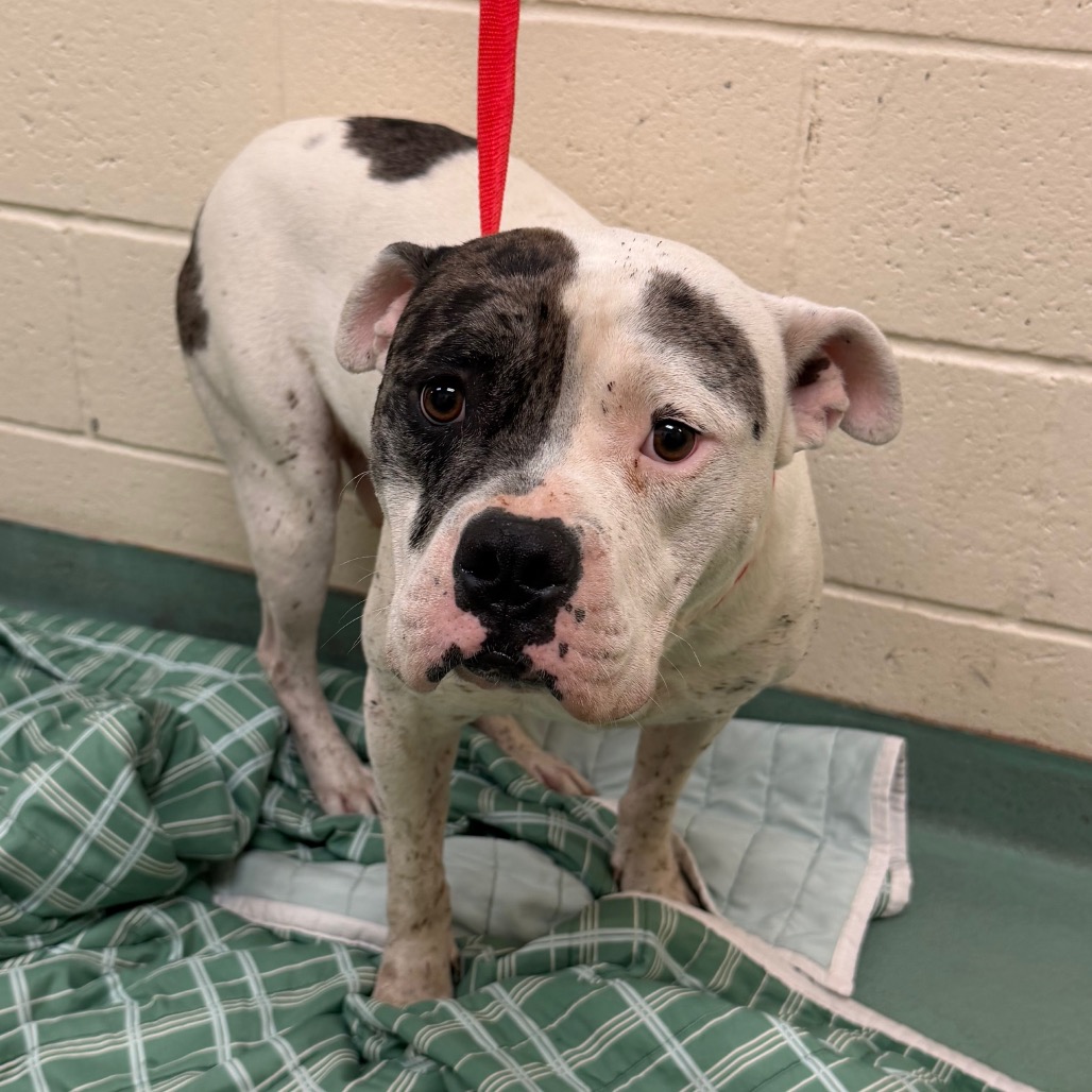 Shelter Stray Unknown Dog last seen , 2350 Appling City Cove, Memphis, TN 38133, USA