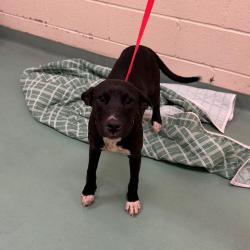 Shelter Stray Female Dog last seen , 2350 Appling City Cove, Memphis, TN 38133, USA