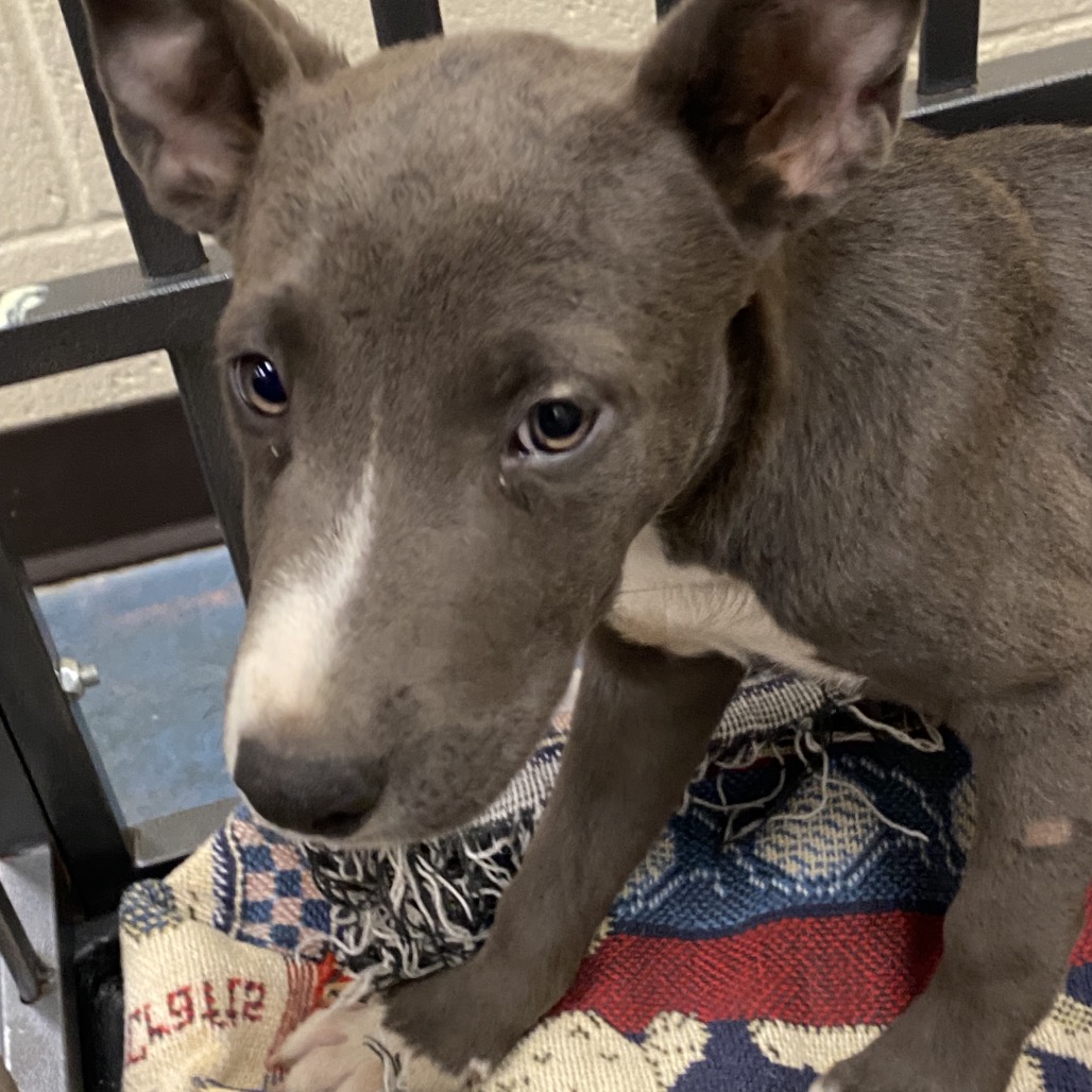 Shelter Stray Female Dog last seen , 2350 Appling City Cove, Memphis, TN 38133, USA