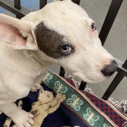 Shelter Stray Male Dog last seen , 2350 Appling City Cove, Memphis, TN 38133, USA