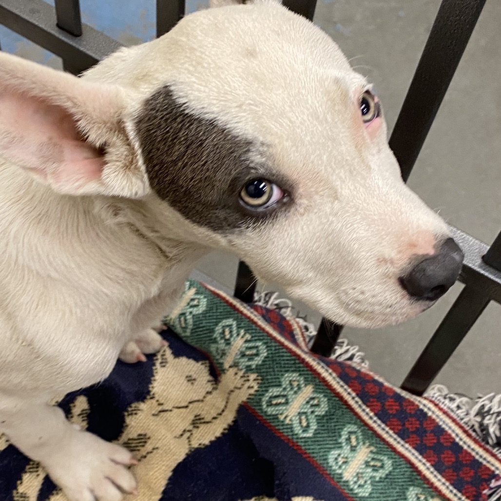 Shelter Stray Male Dog last seen , 2350 Appling City Cove, Memphis, TN 38133, USA
