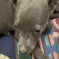 Shelter Stray Female Dog last seen , 2350 Appling City Cove, Memphis, TN 38133, USA