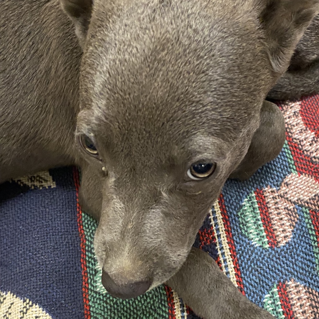 Shelter Stray Female Dog last seen , 2350 Appling City Cove, Memphis, TN 38133, USA