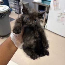 Shelter Stray Female Cat last seen , 1244 N Delsea Dr, Vineland, NJ 08360, USA