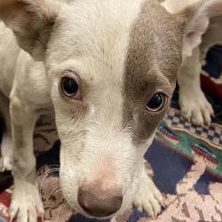 Shelter Stray Female Dog last seen , 2350 Appling City Cove, Memphis, TN 38133, USA