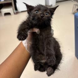 Shelter Stray Female Cat last seen , 1244 N Delsea Dr, Vineland, NJ 08360, USA