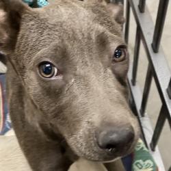Shelter Stray Female Dog last seen , 2350 Appling City Cove, Memphis, TN 38133, USA