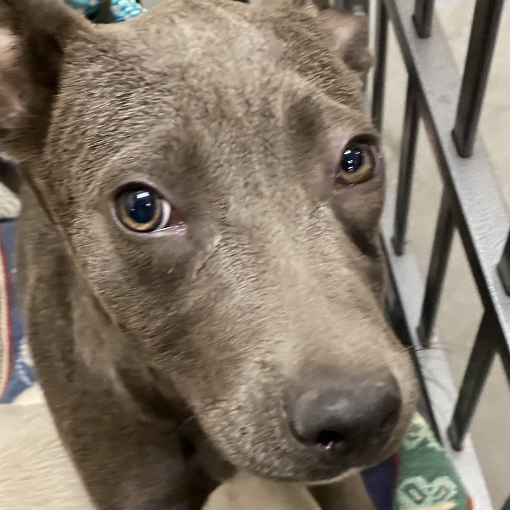 Shelter Stray Female Dog last seen , 2350 Appling City Cove, Memphis, TN 38133, USA
