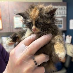 Shelter Stray Female Cat last seen , 1244 N Delsea Dr, Vineland, NJ 08360, USA