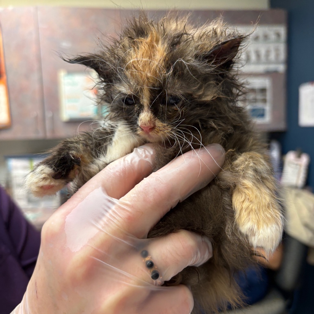 Shelter Stray Female Cat last seen , 1244 N Delsea Dr, Vineland, NJ 08360, USA
