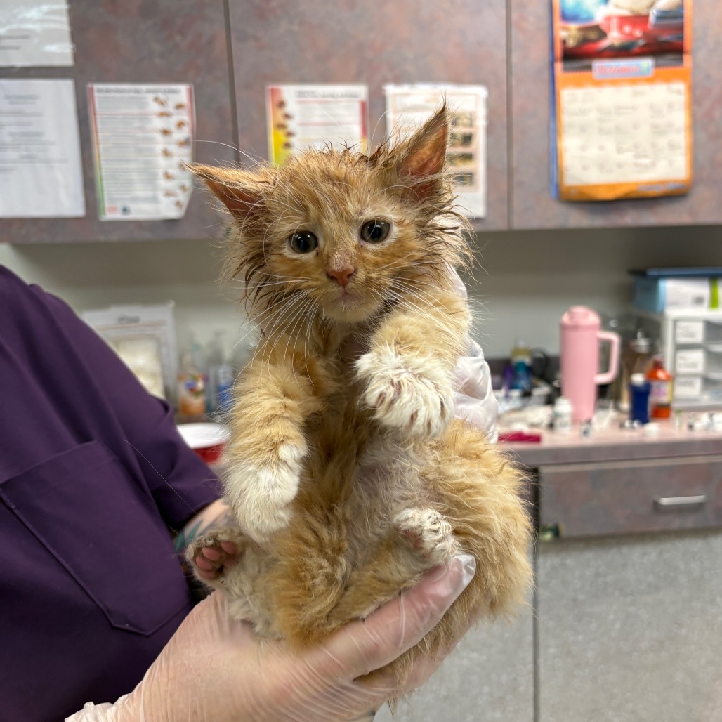 Shelter Stray Male Cat last seen , 1244 N Delsea Dr, Vineland, NJ 08360, USA
