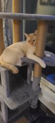 Reunited Male Cat last seen On fleet street around 5am was let out as usual and hasn't returned which is unusual., Coquitlam, BC V3C 3R9