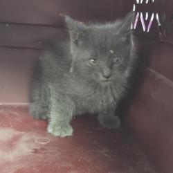 Shelter Stray Male Cat last seen , 244 Georgetown Rd, Jacksonville, NC 28540, USA