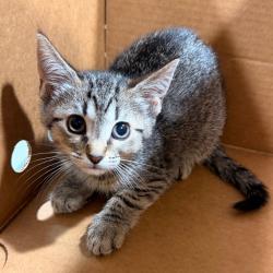 Shelter Stray Female Cat last seen , 3607 N Armenia Ave, Tampa, FL 33607, USA