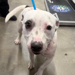 Shelter Stray Male Dog last seen , 3607 N Armenia Ave, Tampa, FL 33607, USA