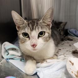 Shelter Stray Female Cat last seen , 3607 N Armenia Ave, Tampa, FL 33607, USA