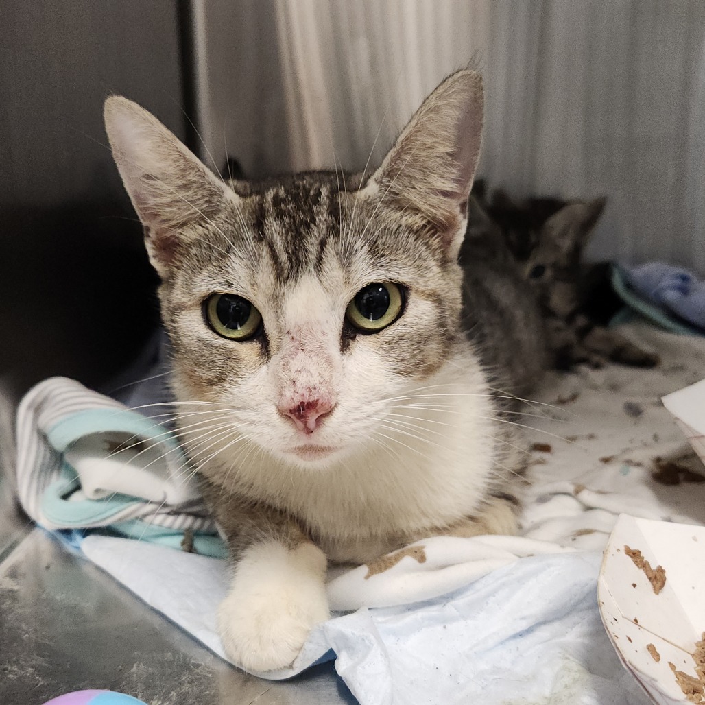 Shelter Stray Female Cat last seen , 3607 N Armenia Ave, Tampa, FL 33607, USA