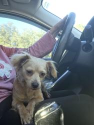 Found/Stray Female Dog last seen LONGLEAF ELEMENTARY SCHOOL, Longleaf, FL 34655