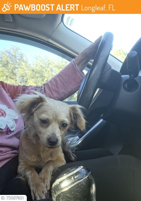 Found/Stray Female Dog last seen LONGLEAF ELEMENTARY SCHOOL, Longleaf, FL 34655