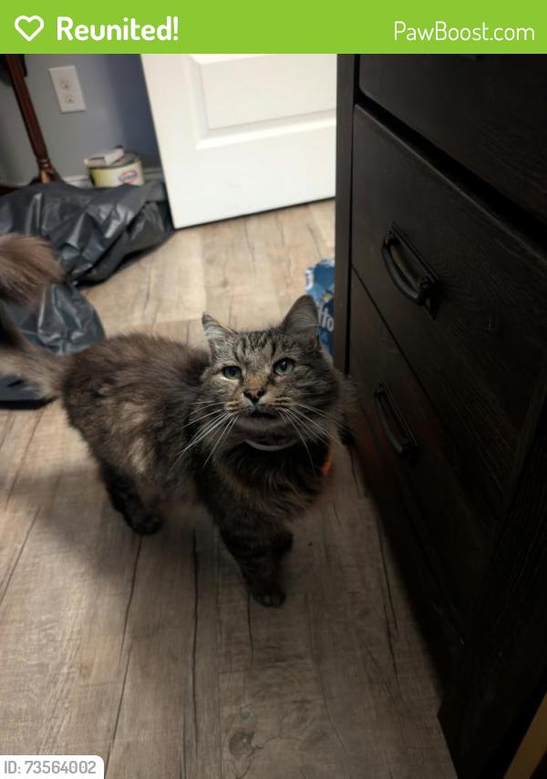 Reunited Male Cat last seen Cove apmts and Savannah springs, Fort Oglethorpe, GA 30742