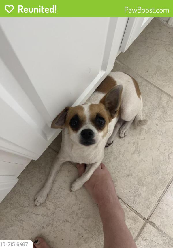 Reunited Female Dog last seen Chestnut and choctaw, Pasco County, FL 34669
