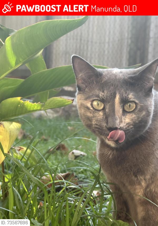 Lost Female Cat last seen Tulip close, Manunda, Manunda, QLD 4870
