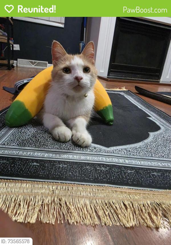 Reunited Male Cat last seen Near n frostwood pkwy and n big hollow road, Peoria, IL 61615