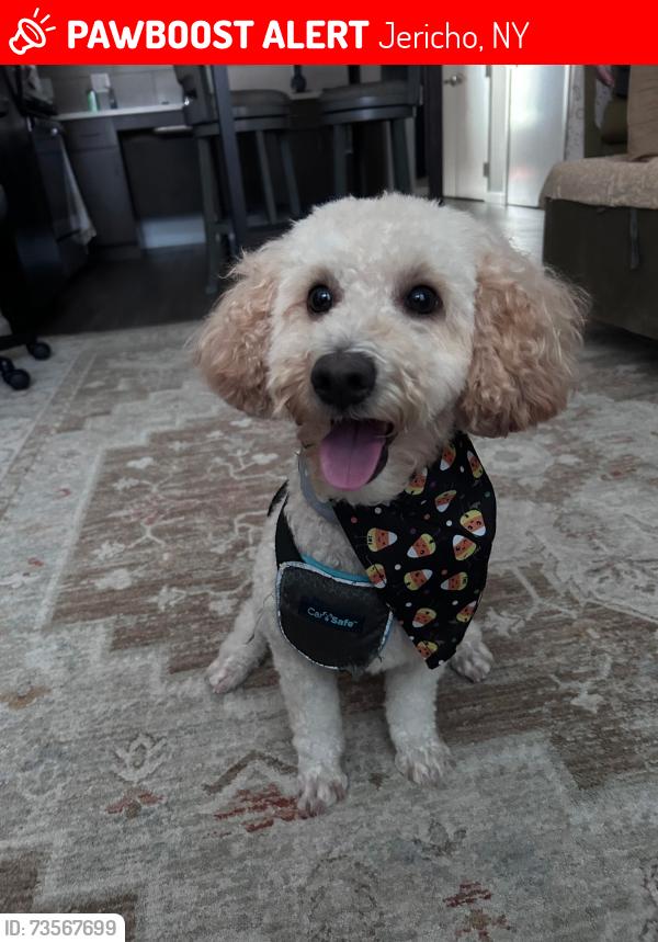 Lost Male Dog last seen Birchwood park crescent, Jericho ny, Jericho, NY 11753